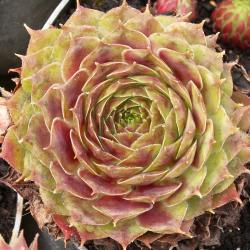 Sempervivum - Dachwurz - Hauswurz